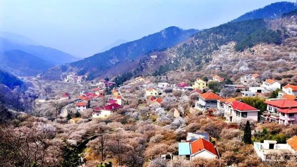 【鄉(xiāng)村振興】嶗山煥發(fā)新活力，領(lǐng)跑鄉(xiāng)村振興路